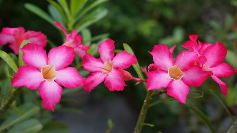 Rosa del desierto: ¿Cómo proteger mi planta frente al aumento de lluvias en México?